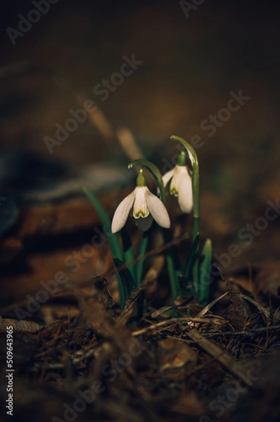 Fototapeta Snowdrops.Spring flowers. Primroses.