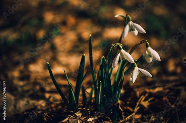 Fototapeta Snowdrops.Spring flowers. Primroses.