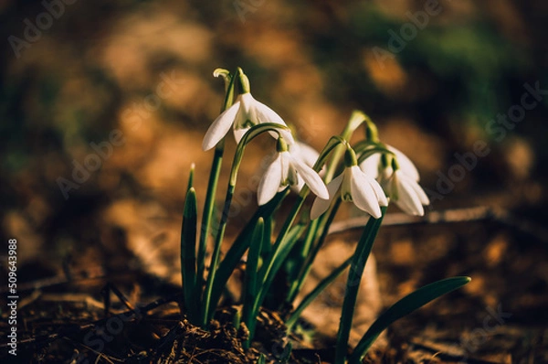Fototapeta Snowdrops.Spring flowers. Primroses.