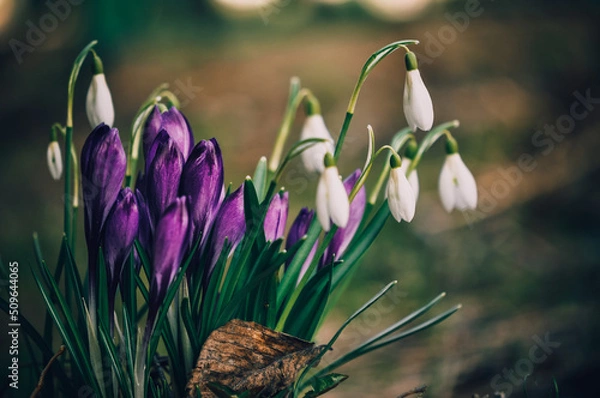 Fototapeta Snowdrops. Crocuses. Spring flowers.