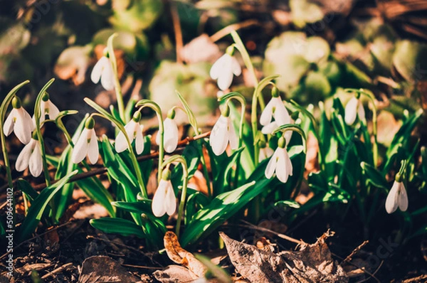 Fototapeta Snowdrops.Spring flowers. Primroses.