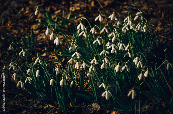 Obraz Snowdrops.Spring flowers. Primroses.