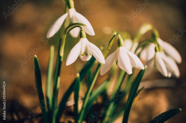 Fototapeta Snowdrops.Spring flowers. Primroses.