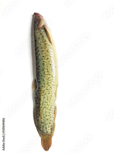 Fototapeta Loaches are fish of the superfamily Cobitoidea, this is a delicious fish in Viet Nam