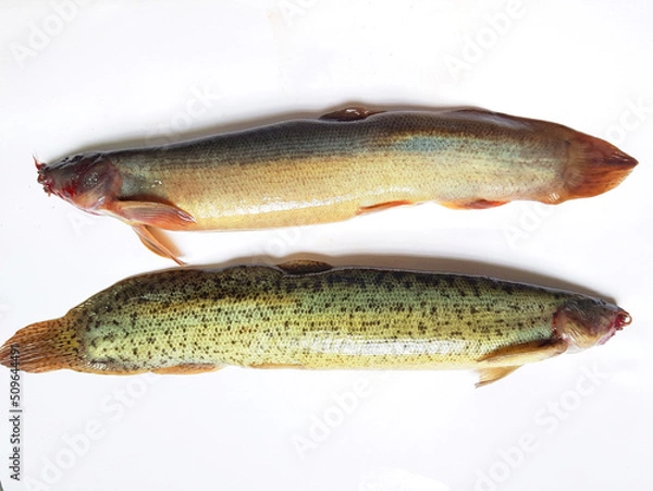 Fototapeta Loaches are fish of the superfamily Cobitoidea, this is a delicious fish in Viet Nam