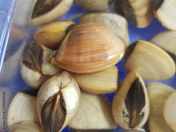 Fototapeta The ocean quahog (Arctica islandica) is a species of edible clam, a marine bivalve mollusk in the family Arcticidae 