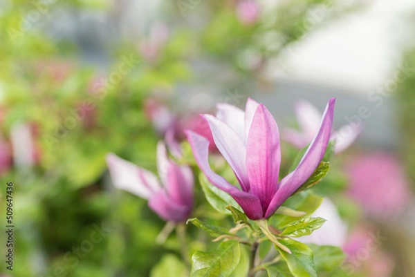 Obraz モクレンの花