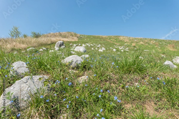 Obraz 春のカルストの丘