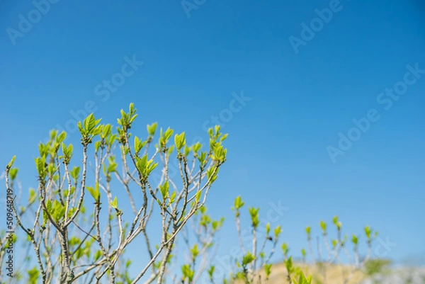 Obraz 新緑と青空