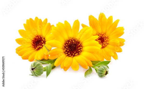 Obraz Calendula. Flowers  isolated on white background.