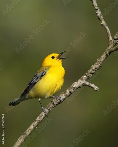 Obraz yellow night heron