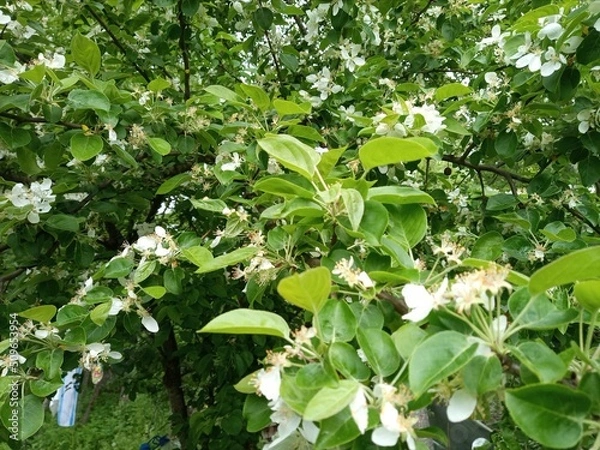 Fototapeta Blossoming apple tree #4