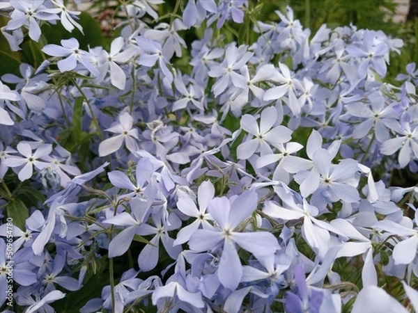 Fototapeta flowers 2