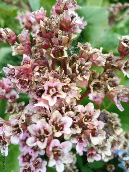 Fototapeta flowers 4