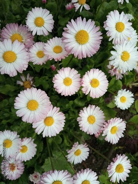 Fototapeta flowers 7