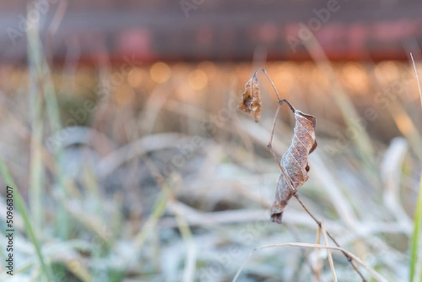 Obraz 霜のついた枯葉