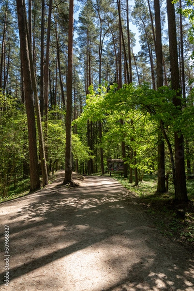 Obraz Trees in the green wood