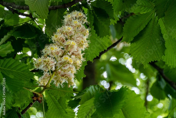 Fototapeta chestnut tree branch