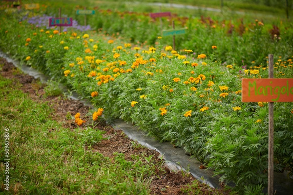 Fototapeta Crop Share