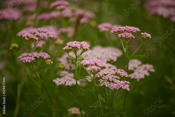 Fototapeta Crop Share