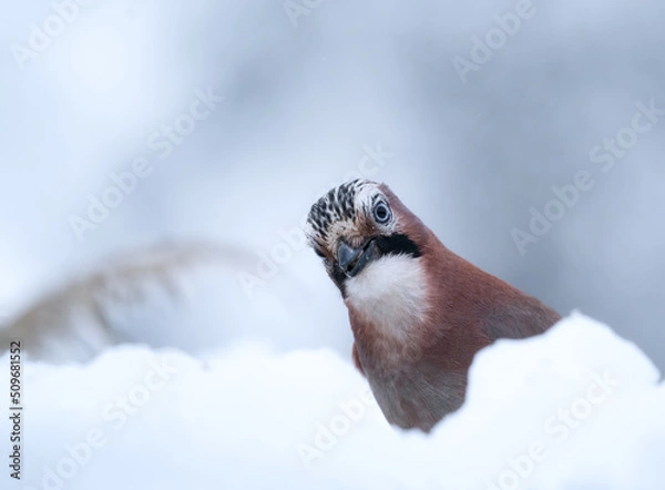 Obraz jaybird in the snow 