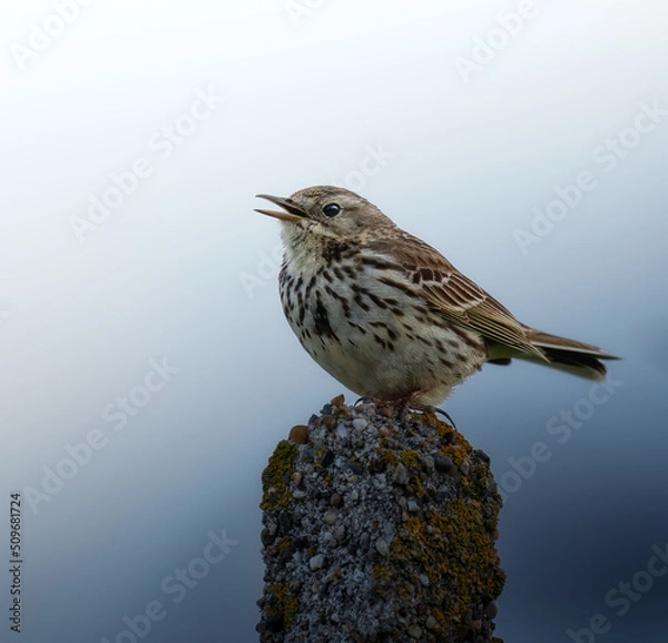 Obraz meadow pipit on a branch