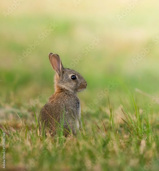 Obraz rabbit in the grass