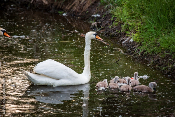 Obraz Swan family with swanlets swimming in a dirty pond eating some grass shot with a telephoto lens with nice blurred background and foreground and copyspace