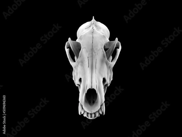 Obraz White wolf skull - front view - isolated on black background
