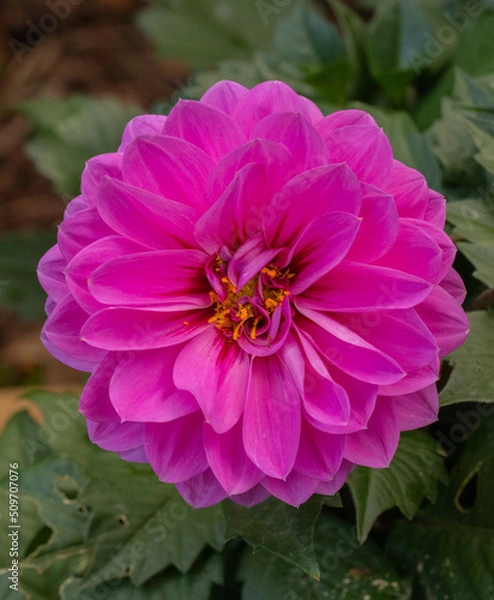 Obraz pink dahlia in my garden in summer