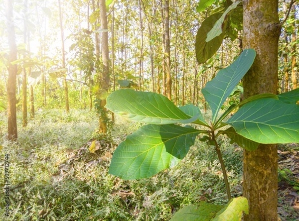 Fototapeta view of teak trees in the forest, teak trees in the morning, nature background, teak trees in tropical forest, nature wallpaper, teak tree of life