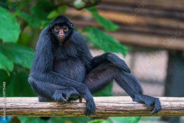 Obraz Peruvian spider monkey