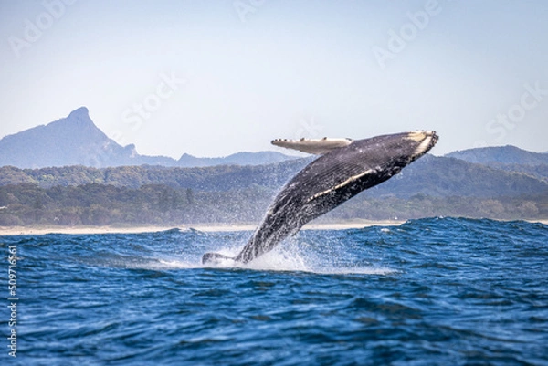 Fototapeta Whale breaching in Brunswick with Mount Warning in the background