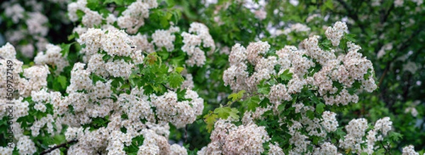 Obraz Panoramic view of white hawthorn blossoms