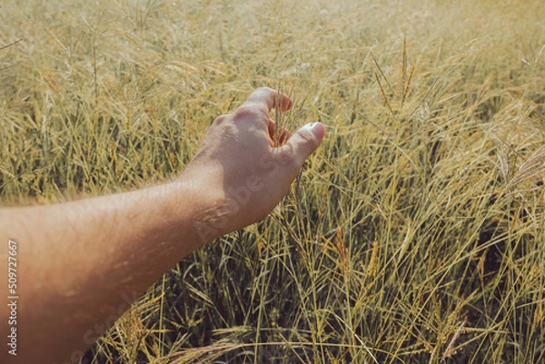 Obraz Campo de trigo en el amanecer