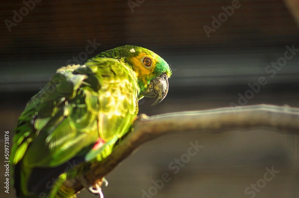 Obraz Sprechender Papagei