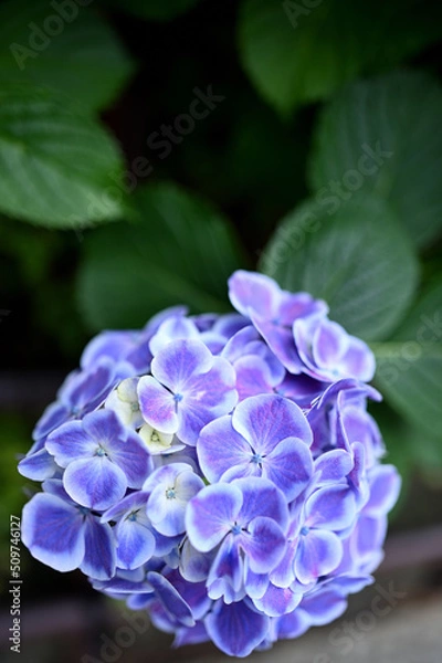 Obraz 梅雨に鮮やかな紫陽花