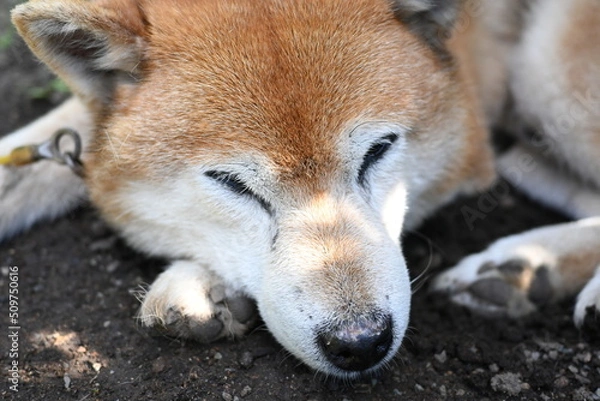 Obraz 昼寝中の柴犬