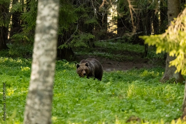 Obraz Wild brown bear in Estonia