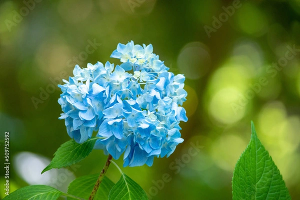 Obraz Hydrangea