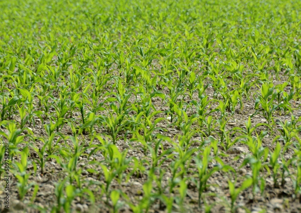 Obraz green grass field