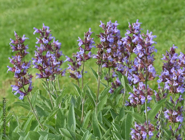 Obraz Sage, Salvia officinalis