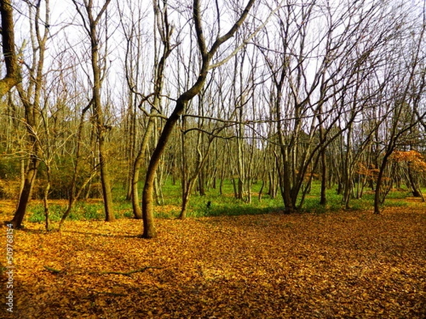 Fototapeta 牛久自然観察の森