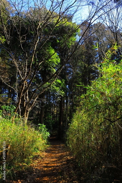 Fototapeta 牛久自然観察の森