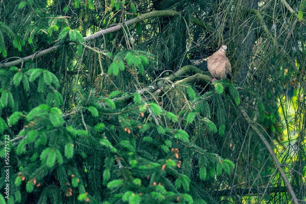 Obraz Pigeon Columba palumbus on a branch of a coniferous tree in the wood pigeon's natural habitat on a summer morning, a cautious bird in the forest, hiding from people and large animals.