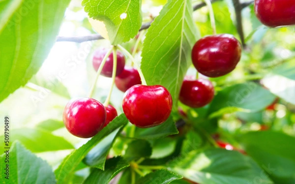Obraz Cherries hanging from the branch