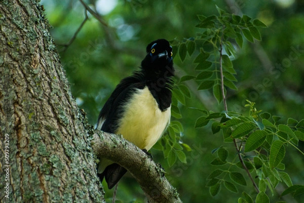 Obraz Urraca criolla de argentina