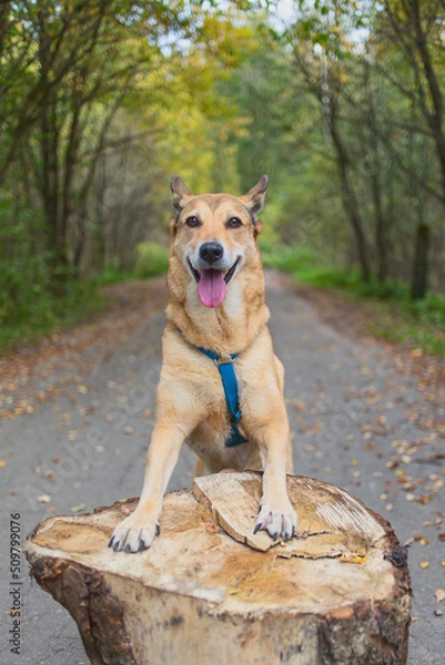 Fototapeta Young dog in an autumn forest. Front paw lies on a log.