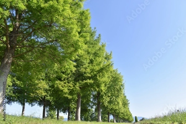 Fototapeta メタセコイヤ、メタセコイヤ並木、滋賀県、びわ湖、初夏、青空