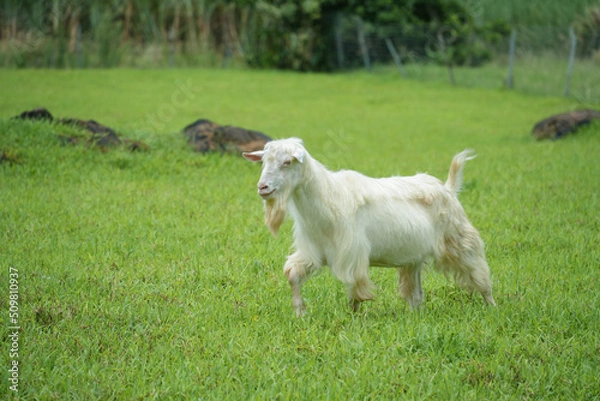 Fototapeta 沖縄県 西表島 ヤギの放牧